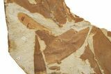Fossil Seed Fern (Glossopteris) Plate - Australia #321023-3